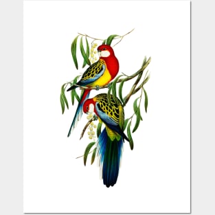 Rose-hill Parakeet illustration Posters and Art